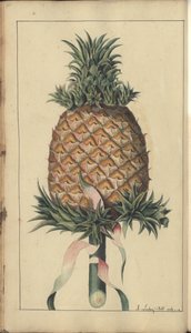 Una pagina da 