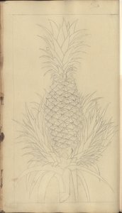 Una pagina da 