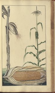 Una pagina da 