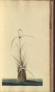 Una pagina da 
