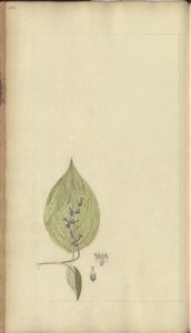 Una pagina da 