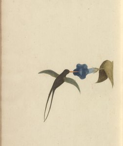 Una pagina da 