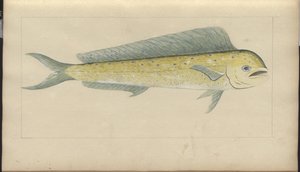 Disegni di Lindsay Vol. VII da John Lindsay