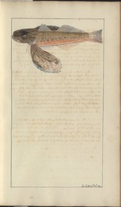 Disegni di Lindsay Vol. VII da John Lindsay