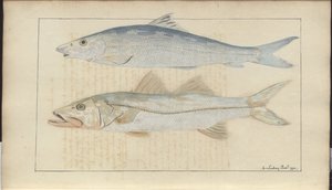 Disegni di Lindsay Vol. VII da John Lindsay