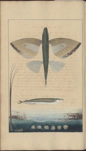 Disegni di Lindsay Vol. VII da John Lindsay