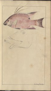Lindsay Drawings Vol. VII da John Lindsay