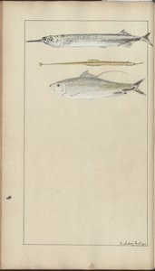 Disegni di Lindsay Vol. VII da John Lindsay