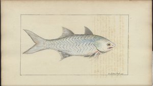 Disegni di Lindsay Vol. VII