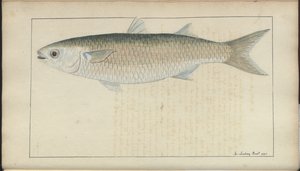 Disegni di Lindsay Vol. VII, 20