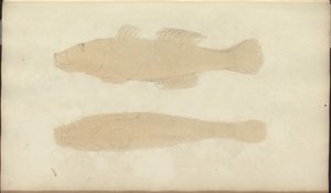 Disegni di Lindsay Vol. VII, 21 da John Lindsay