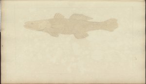 Disegni di Lindsay Vol. VII, 22 da John Lindsay