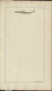 Disegni di Lindsay Vol. VII, 23 da John Lindsay