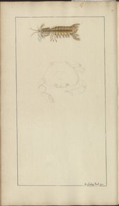 Disegni di Lindsay Vol. VII, 24 da John Lindsay