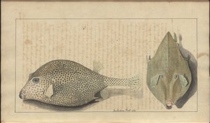 Disegni di Lindsay Vol. VII, 26