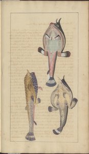 Disegni di Lindsay Vol. VII, 27 da John Lindsay