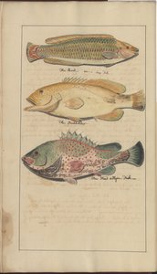 Disegni di Lindsay Vol. VII, 4 da John Lindsay