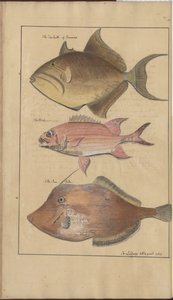 Disegni di Lindsay Vol. VII, 6 da John Lindsay