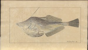 Disegni di Lindsay Vol. VII, 7 da John Lindsay