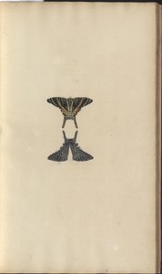 Disegni di Lindsay Vol. VI, 48 da John Lindsay