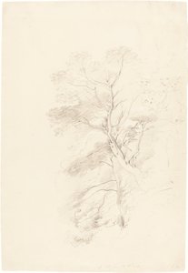 Un bosco di faggi da John Linnell