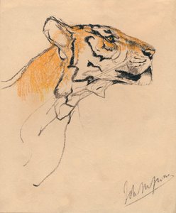 Testa di una tigre, c1910