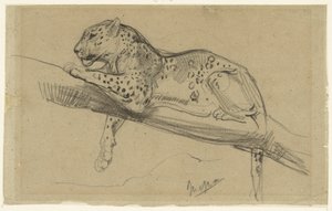 Studio di un leopardo sdraiato su un ramo da John Macallan Swan