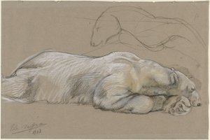 Studi di un orso polare sdraiato