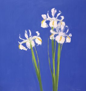 Exelsior bianco olandese