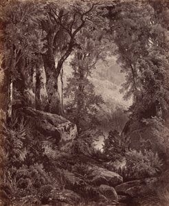 Solitudine, 1865 (foto) da John Moran