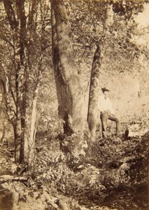 Torrente Tacony, pioppo di Magnolia da John Moran
