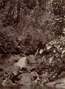 Scenario tropicale, cascata, fiume Limon da John Moran