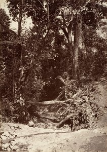 Paesaggio tropicale, Il ruscello El Bano, Chipigana, 1871