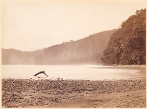 Paesaggio tropicale: L