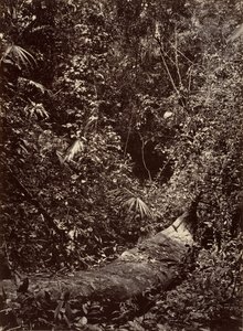 Scenari Tropicali, Foresta Tropicale, 1871 da John Moran