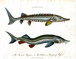 Accipenser: Specie di storione
