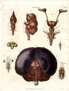 Illustrazioni anatomiche del cervello e del sistema nervoso (Plate 6) da John Pass
