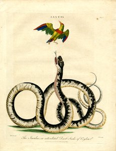 Anguis: Serpente Jaculus e uccello colorato da John Pass