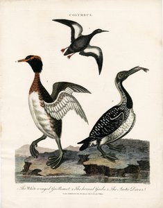 Uccelli marini artici del genere Colymbus da John Pass