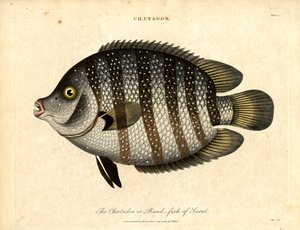 Pesce-banda di Surat da John Pass
