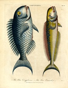Coryphæna - Pesci delfino
