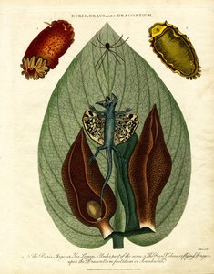 Doris;Draco;e Dracontium da John Pass