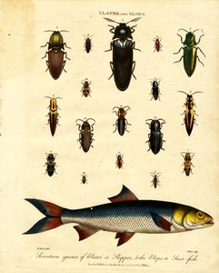 Elater e Elops: Diciassette specie di Elater o Skipper; e l
