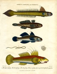 Gobius; Gonium e Gordius: Gobidi e vermi piliferi da John Pass