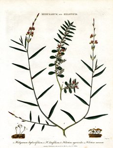 Hedysarum e Helotium da John Pass