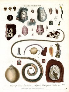 Elmintiologia; Piastra II - Ordine dei vermi intestinali