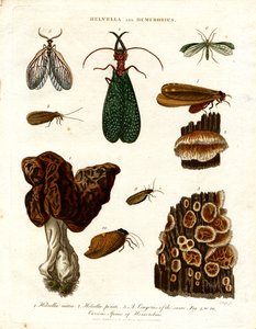 Helvella e Hemerobius