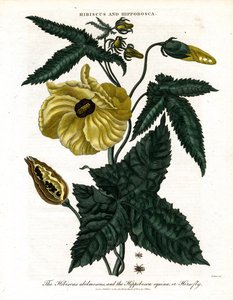 Ibisco e Hippobosca