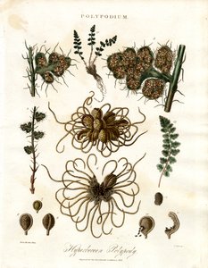 Polipodio iperboreo - Felci del genere Polypodium