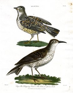 Specie di allodola - Allodola e allodola africana da John Pass